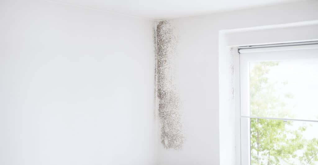 Moisissures sur mur intérieur dues à l’humidité dans le bâtiment
