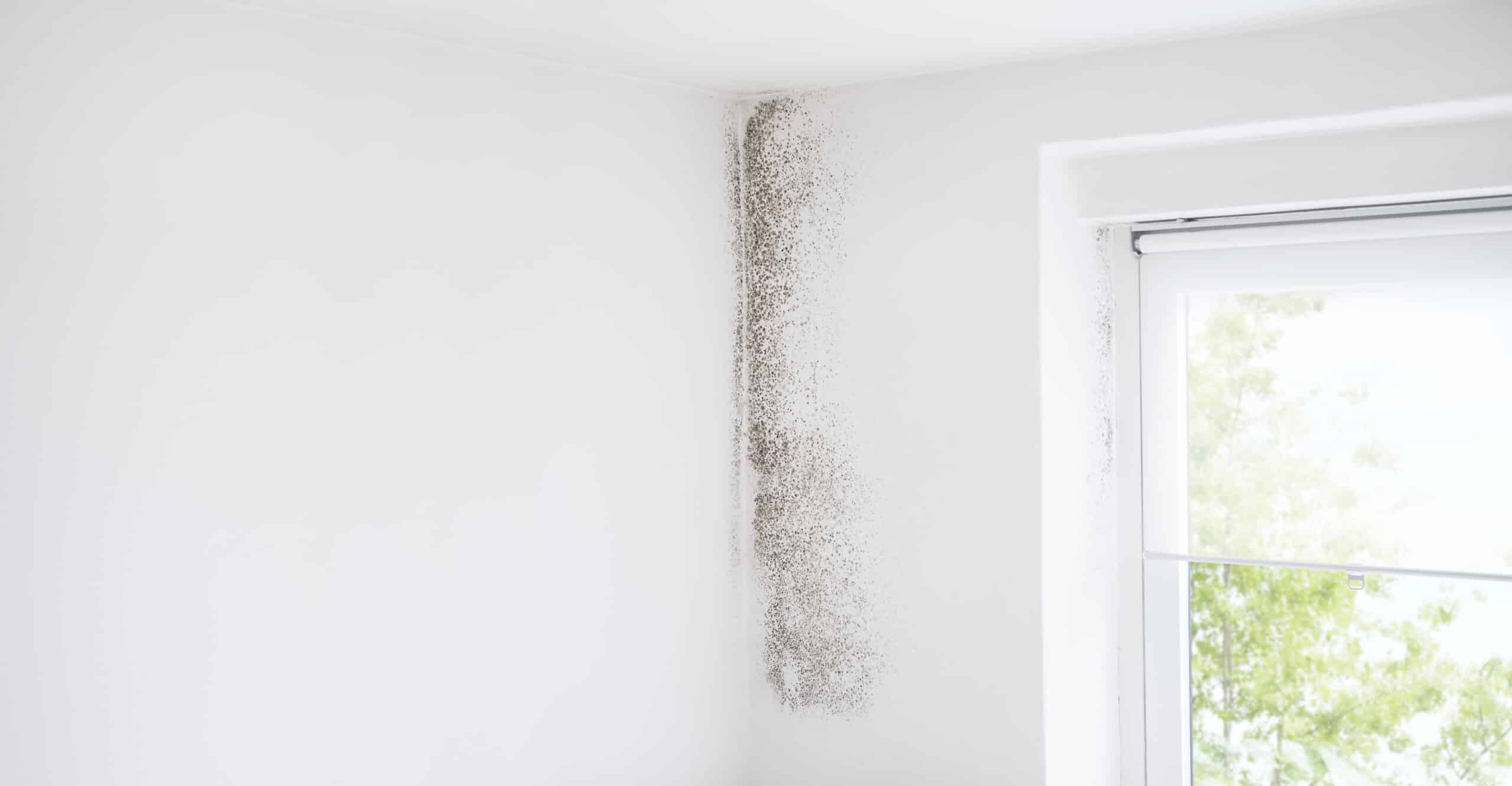 Moisissures sur mur intérieur dues à l’humidité dans le bâtiment